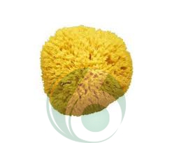 SPUGNA ARCIPELAGO MEDIA NATURALE DIAMETRO 12 CM